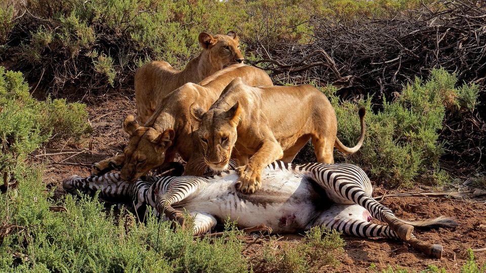 Fette Beute Löwen haben ein Zebra erlegt, im Samburu National Reserve der Lauf der Natur. Die Katzen aber haben riesige Reviere. Verlassen sie die Schutzgebiete, können sie zu einer Gefahr ­werden – und sind gefährdet