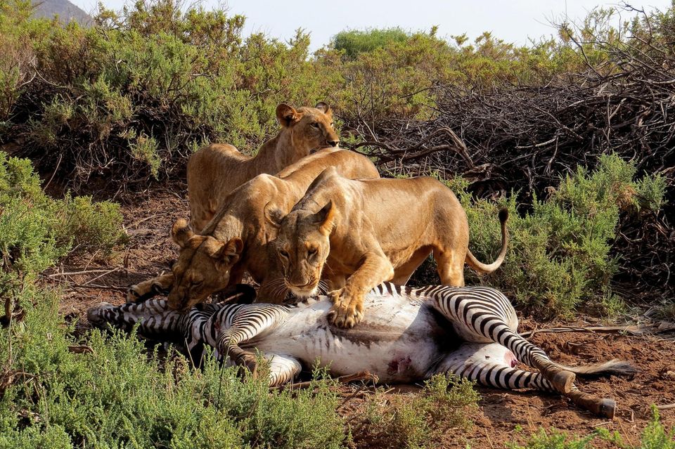 Fette Beute Löwen haben ein Zebra erlegt, im Samburu National Reserve der Lauf der Natur. Die Katzen aber haben riesige Reviere. Verlassen sie die Schutzgebiete, können sie zu einer Gefahr ­werden – und sind gefährdet