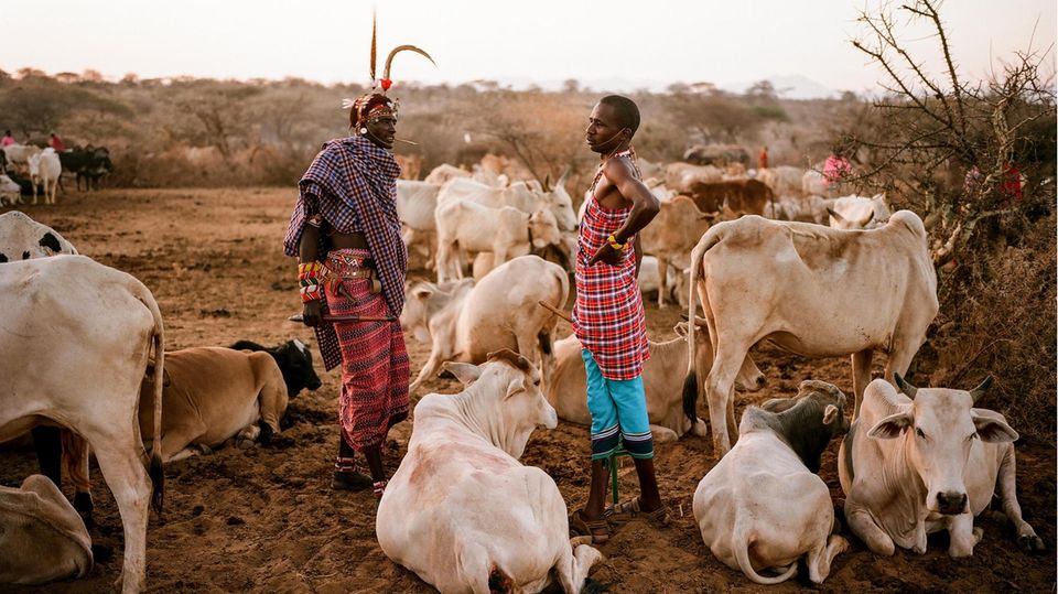Ein und alles Die Samburu leben mit und von ihrem Vieh. Kühe, Ziegen, Schafe sind Nahrung, Kapital, Versicherung und verleihen Prestige