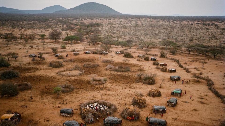 Karge Heimat: Vieh ist der wertvollste Besitz der Samburu. Abends treiben sie die Tiere zum Schutz in die dornenumkränzten Pferche des Dorfes Sasaab. Hier ist Jeneria Lekilelei auf­gewachsen