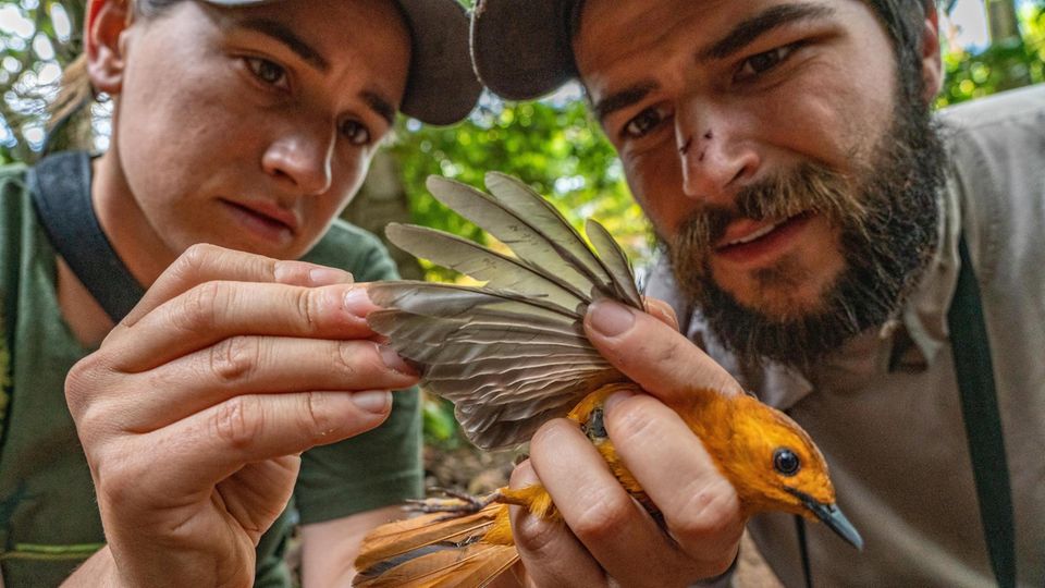 Federlesen: Die Ornitholog*innen Callie Gesmundo und Zak Pohlen pflücken Milben von einem Natalrötel und senden die Parasiten zur Bestimmung an ein Speziallabor