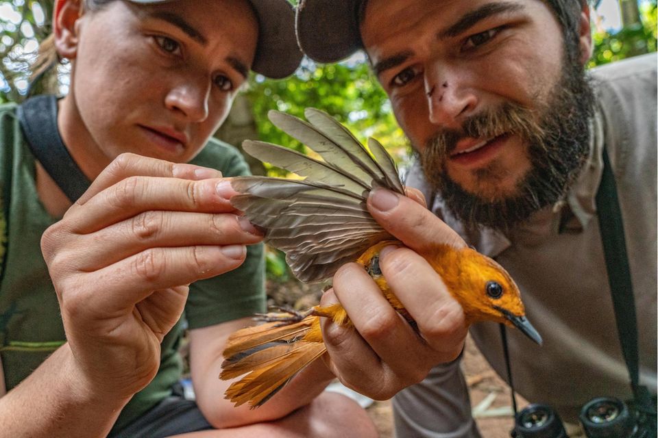 Federlesen: Die Ornitholog*innen Callie Gesmundo und Zak Pohlen pflücken Milben von einem Natalrötel und senden die Parasiten zur Bestimmung an ein Speziallabor