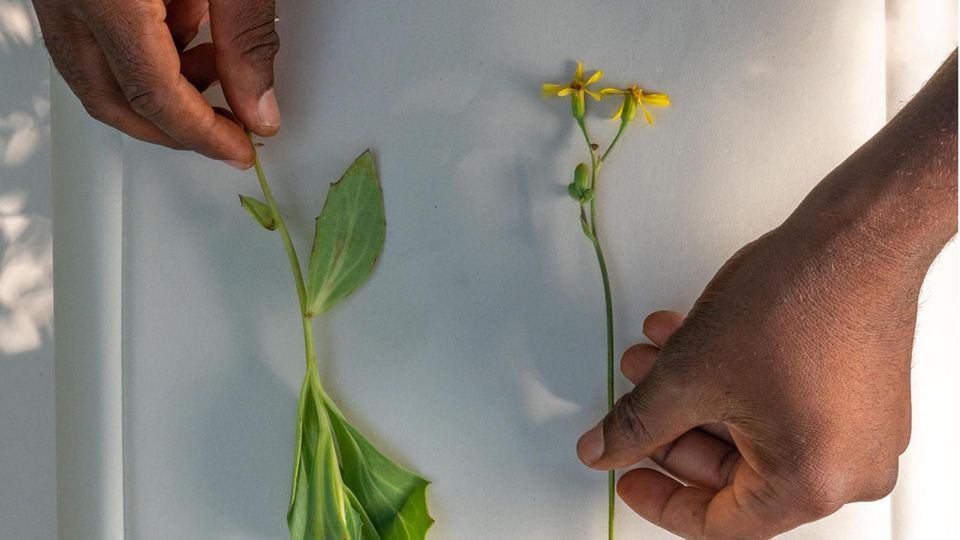 Belgian botanist PetraBallings works withChimanimani parkranger and guideJorge ManuelMachinga, a localplant expert, to pressspecimens of a Senecio species. Um ihre Funde zu konservieren, greifen die Botaniker*innen im Team auf eine uralte Methode zurück: die Pflanzenpresse. Hier legen sie ein Kreuzkraut aufs Papier