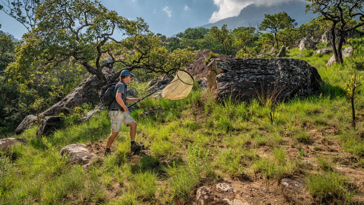 Jeder Falter zählt: Der Insektenforscher Marek Bakowski keschert Motten und Schmetterlinge. Am Ende der Expedition hat er Exemplare von 450 Arten gefangen