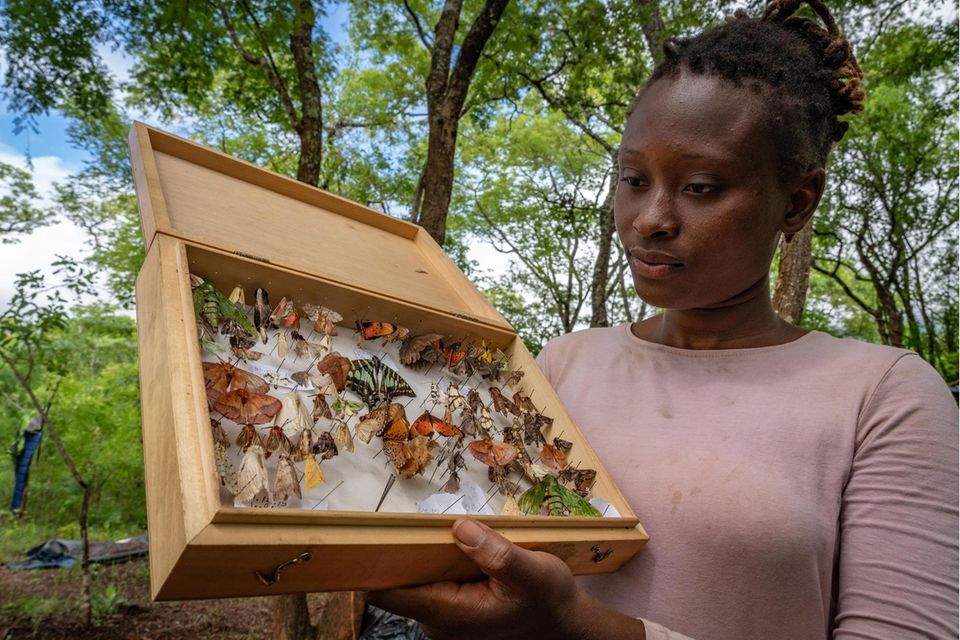 Norina Vicente Eine imposante Sammlung von Sechsbeinern legte die Insektenkundlerin im Chimanimani an. Ansonsten studiert sie Ameisen, Termiten, Schmetterlinge im 180 Kilometer entfernten Gorongosa-Nationalpark. Für die Mosambikanerin steht nach den Expeditionen fest: Sie will sich noch mehr für den Naturschutz in ihrem Land einsetzen