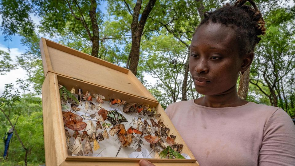 Norina Vicente Eine imposante Sammlung von Sechsbeinern legte die Insektenkundlerin im Chimanimani an. Ansonsten studiert sie Ameisen, Termiten, Schmetterlinge im 180 Kilometer entfernten Gorongosa-Nationalpark. Für die Mosambikanerin steht nach den Expeditionen fest: Sie will sich noch mehr für den Naturschutz in ihrem Land einsetzen