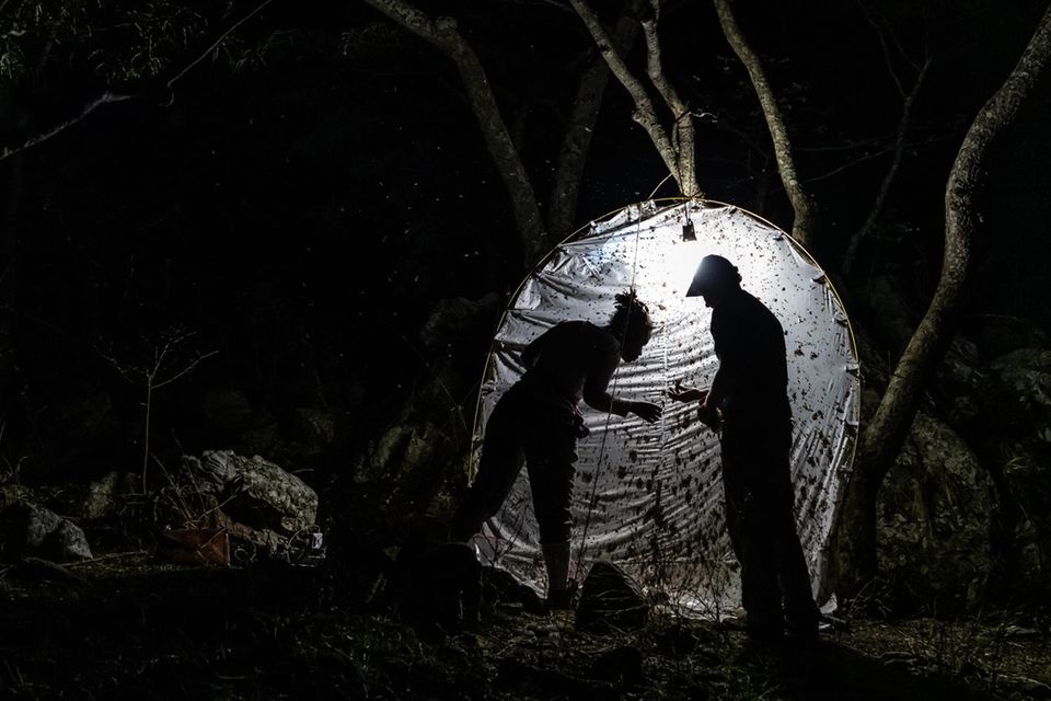 In der Nacht hilft ein bewährter Trick bei der Jagd nach Insekten – Norina Vicente und Marek Bakowski führen die Sechsbeiner hinters Licht