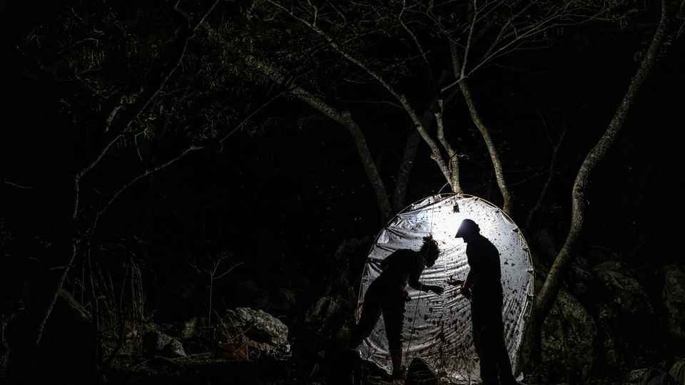 In der Nacht hilft ein bewährter Trick bei der Jagd nach Insekten – Norina Vicente und Marek Bakowski führen die Sechsbeiner hinters Licht