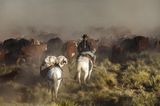 Sky Carrithers ist eine Gaucha, ein argentinisches Cowgirl: Ihre Ranch sieht aus wie die Kulisse eines Wildwestfilms. Geboren wurde sie in den USA, als Tochter einer wohlhabenden Hippiefamilie, die einen Teil des Jahres in Argentinien verbrachte. Mit 30 gab sie ihrer Sehnsucht nach und siedelte ganz über nach Südamerika. Dort züchtet sie Rinder mit ihrem Ehemann, der aus der Gegend stammt. "Wir haben auch Ziegen, Schafe, Hunde, Katzen und 30 Pferde." Unbeschwert ist ihr Dasein nicht. "Wir haben Angst, dass unsere Wasserquellen versiegen. Es wird von Jahr zu Jahr heißer und trockener."  In der Hitze des argentinischen Sommers treibt Sky Carrithers mit ihren Helfern mehr als 600 Rinder auf ein 2000 Meter hoch gelegenes Plateau