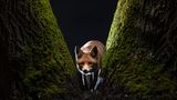 Image Name: On the Car Windshield  Photographer Name: Milan Radisics  Year: 2022  Image Description: <p>The fox jumped onto the windshield, observing my camera. I parked in the yard for the first time – it was unusual behaviour for Roxy, she jumped up right away. I wasn't prepared to photograph this scene, but I knew she would be coming back in an hour-and-a-half, I set the lights up and waited in a dark room. I was lucky she jumped up again and watched the camera click inside the car.</p>  Series Name: The Fox’s Tale  Series Description: Over eight months, I spent almost every night sitting at the window of my cottage in the middle of the forest – where wild animals live almost as neighbours of the villagers. The young vixen appears in the village after dusk, circles an hour and a half, and appears in a courtyard several times. I observed her movements and behaviour from the darkened room, and took the exposure remotely. I named her Roxy. I set the lights in advance, like in a studio, and waited for the protagonist to walk into the scenes. She always surprises me, showing a new side, and I have had to solve many technical, theoretical, and physical challenges in the process of photographing her. During lockdown, both sides were forced to adjust: man to the wilds of the forest, animals to the human environment.