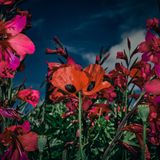 Image Name: Fiesta  Photographer Name: Oana Baković  Year: 2022  Image Description: <p>The world of flowers is a magical, happy place. I shot this at Great Dixter House and Gardens, a centre of education and place of pilgrimage for horticulturists from across the world.</p>  Series Name: Absolute Beginner  Series Description: My art emerges from the need to reconnect with the beautiful nature surrounding us. As a human, I enjoy the wonders of discovery and constant advancement that define us as species, but I am also sad that we overlook the wonders that are so close to us. This feeling set me on a path of exploration that I continue to follow. These photographs document the tragic beauty of disruptions to nature happening before our eyes. The shots, taken in my local area, are meant to draw attention to the esoteric signs that nature gives us at every step. The images were shot using a combination of ambient light and flash, sometimes ND filters. I colour-graded them in Capture One and Lightroom.