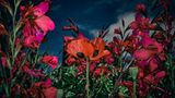 Image Name: Fiesta  Photographer Name: Oana Baković  Year: 2022  Image Description: <p>The world of flowers is a magical, happy place. I shot this at Great Dixter House and Gardens, a centre of education and place of pilgrimage for horticulturists from across the world.</p>  Series Name: Absolute Beginner  Series Description: My art emerges from the need to reconnect with the beautiful nature surrounding us. As a human, I enjoy the wonders of discovery and constant advancement that define us as species, but I am also sad that we overlook the wonders that are so close to us. This feeling set me on a path of exploration that I continue to follow. These photographs document the tragic beauty of disruptions to nature happening before our eyes. The shots, taken in my local area, are meant to draw attention to the esoteric signs that nature gives us at every step. The images were shot using a combination of ambient light and flash, sometimes ND filters. I colour-graded them in Capture One and Lightroom.