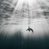 Image Name: Sea Lion Hunting 2  Photographer Name: Graeme Purdy  Year: 2022  Image Description: Like an Olympic athlete performing a perfectly choreographed routine, the sea lion preys on these sardines. The sardines’ only hope is to dive into the deep dark blue but the sea lion knows this and pins them to the surface waiting for its moment to strike.  Series Name: Oceans and Seas – The Last Frontier  Series Description: Despite two thirds of the world being covered in seas and oceans, we know so little about this world. Our lack of understanding is partly driven by the remoteness and challenges in experiencing these environments. We are often content with near-shore sea life experiences: coral or rocks can bring some degree of reliable experience. But our deep oceans remain other worldly. I have been driven, and inspired, to photograph these places. To show the beauty that exists in the oceans and seas is our first step in connecting with wildlife that lives there. There are a plethora of conservation issues threatening the seas and oceans, but first we need to understand more: connect and then act. I hope this collection brings the beauty, the challenges of the oceans to the forefront of the viewer's mind. I hope we do more.