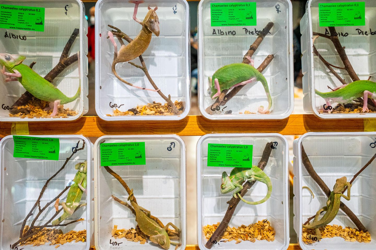 Image Name: Exotic appetite 1  Photographer Name: Federico Borella  Year: 2022  Image Description: <p>Chameleons in plastic boxes, on display during an exotic animals trade fair in Vicenza, Italy, in November 2021.</p>  Series Name: Exotic Appetite: Inside the Italian Exotic Animal Trade  Series Description: It's common to think that ’wet markets’ only exist in Asian countries, but in Italy there are also fairs at which thousands of exotic animals are displayed and sold, and huge profits are made. At these fairs, exotic animals are considered collectibles. They’re often stressed, kept in plastic trays the same size as the animals they contain, and anyone can touch them. Among the stands it's not uncommon to find animals who are solitary by nature, forced to live in groups, and animals with a strong social nature isolated in plastic boxes. There is also the question of potential risks to human health.