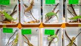 Image Name: Exotic appetite 1  Photographer Name: Federico Borella  Year: 2022  Image Description: <p>Chameleons in plastic boxes, on display during an exotic animals trade fair in Vicenza, Italy, in November 2021.</p>  Series Name: Exotic Appetite: Inside the Italian Exotic Animal Trade  Series Description: It's common to think that ’wet markets’ only exist in Asian countries, but in Italy there are also fairs at which thousands of exotic animals are displayed and sold, and huge profits are made. At these fairs, exotic animals are considered collectibles. They’re often stressed, kept in plastic trays the same size as the animals they contain, and anyone can touch them. Among the stands it's not uncommon to find animals who are solitary by nature, forced to live in groups, and animals with a strong social nature isolated in plastic boxes. There is also the question of potential risks to human health.