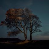 Image Name: Tree 3  Photographer Name: Gareth Iwan Jones  Year: 2022  Image Description: <p>Beech Tree, Autumn</p>  Series Name: Tree  Series Description: This project was born of the Covid-19 lockdowns, and the impact upon my work as a portrait photographer. Inspired by my home county of Wiltshire, where the distinctive landscape features many knolls with lone trees raised above the horizon line. Unable to photograph people, I turned to my love of trees. I wondered if it was possible to take a unique portrait of these quiet giants. I chose to photograph against dusk skies and lit the trees with drones to create an otherworldly impression. As lockdowns took hold, so did this project. I started looking into every field and up every hill for aesthetically interesting treescapes. While many people discovered the joys of walking in nature during the lockdowns, once the sun had set it was just me, the trees and the darkness, which was an experience that at first terrified me but with time I began to relish.