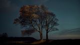 Image Name: Tree 3  Photographer Name: Gareth Iwan Jones  Year: 2022  Image Description: <p>Beech Tree, Autumn</p>  Series Name: Tree  Series Description: This project was born of the Covid-19 lockdowns, and the impact upon my work as a portrait photographer. Inspired by my home county of Wiltshire, where the distinctive landscape features many knolls with lone trees raised above the horizon line. Unable to photograph people, I turned to my love of trees. I wondered if it was possible to take a unique portrait of these quiet giants. I chose to photograph against dusk skies and lit the trees with drones to create an otherworldly impression. As lockdowns took hold, so did this project. I started looking into every field and up every hill for aesthetically interesting treescapes. While many people discovered the joys of walking in nature during the lockdowns, once the sun had set it was just me, the trees and the darkness, which was an experience that at first terrified me but with time I began to relish.