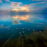 Image Name: 10  Photographer Name: Mehdi Mohebi Puor  Year: 2022  Image Description: The few lucky birds that survive will migrate from the lagoon, and may return next year.  Series Name: Painful Death of Birds  Series Description: In recent years, we have witnessed the death of thousands of migratory birds in Iran’s Miankaleh Wetland – the cause is still unknown. This is a set of efforts by environmental forces to collect and bury birds.