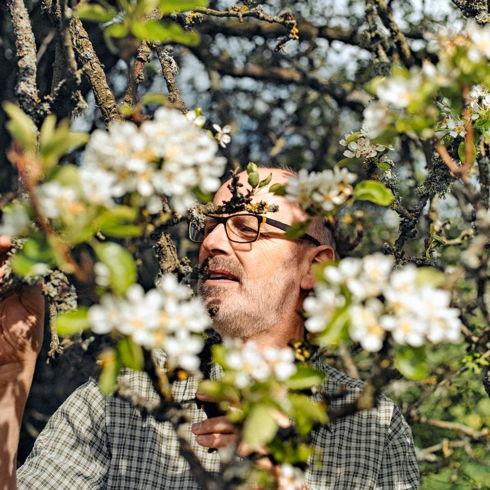 Bäume müssen die Entscheidung, ob sie blühen möchten oder nicht, mindestens ein Jahr im Voraus planen