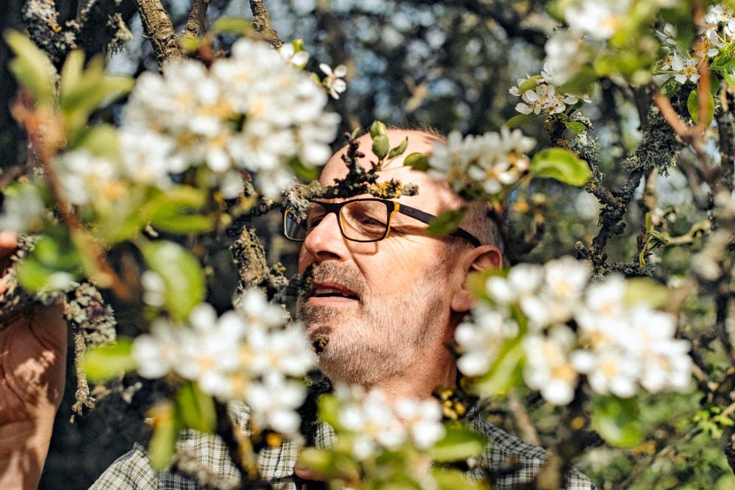 Naturschauspiel: Wie Bäume ihr Aufblühen absprechen: Peter Wohlleben über das Geheimnis des Frühlingserwachens