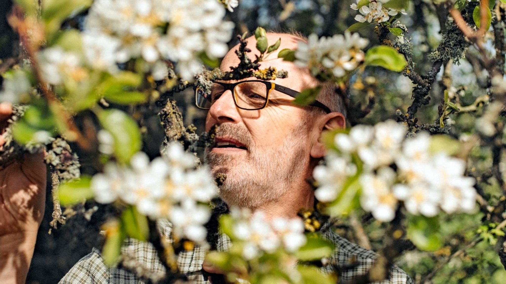 Bäume müssen die Entscheidung, ob sie blühen möchten oder nicht, mindestens ein Jahr im Voraus planen