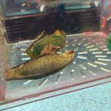 Eier des Braungebänderten Bambushais