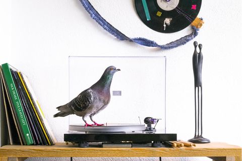 Ollie steht auf Musik: Als die Scheu vor den Menschen überwunden ist, erweist sich die Wohnung als Abenteuerspielplatz für die Tauben