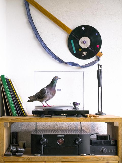 Ollie steht auf Musik: Als die Scheu vor den Menschen überwunden ist, erweist sich die Wohnung als Abenteuerspielplatz für die Tauben