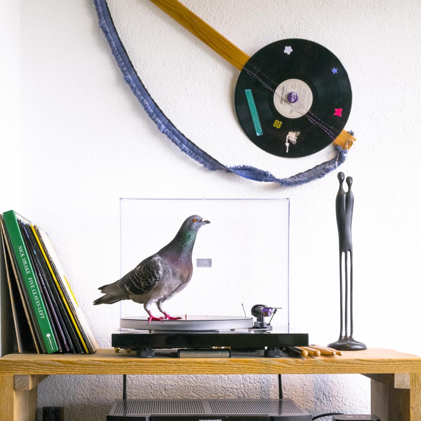 Ollie steht auf Musik: Als die Scheu vor den Menschen überwunden ist, erweist sich die Wohnung als Abenteuerspielplatz für die Tauben