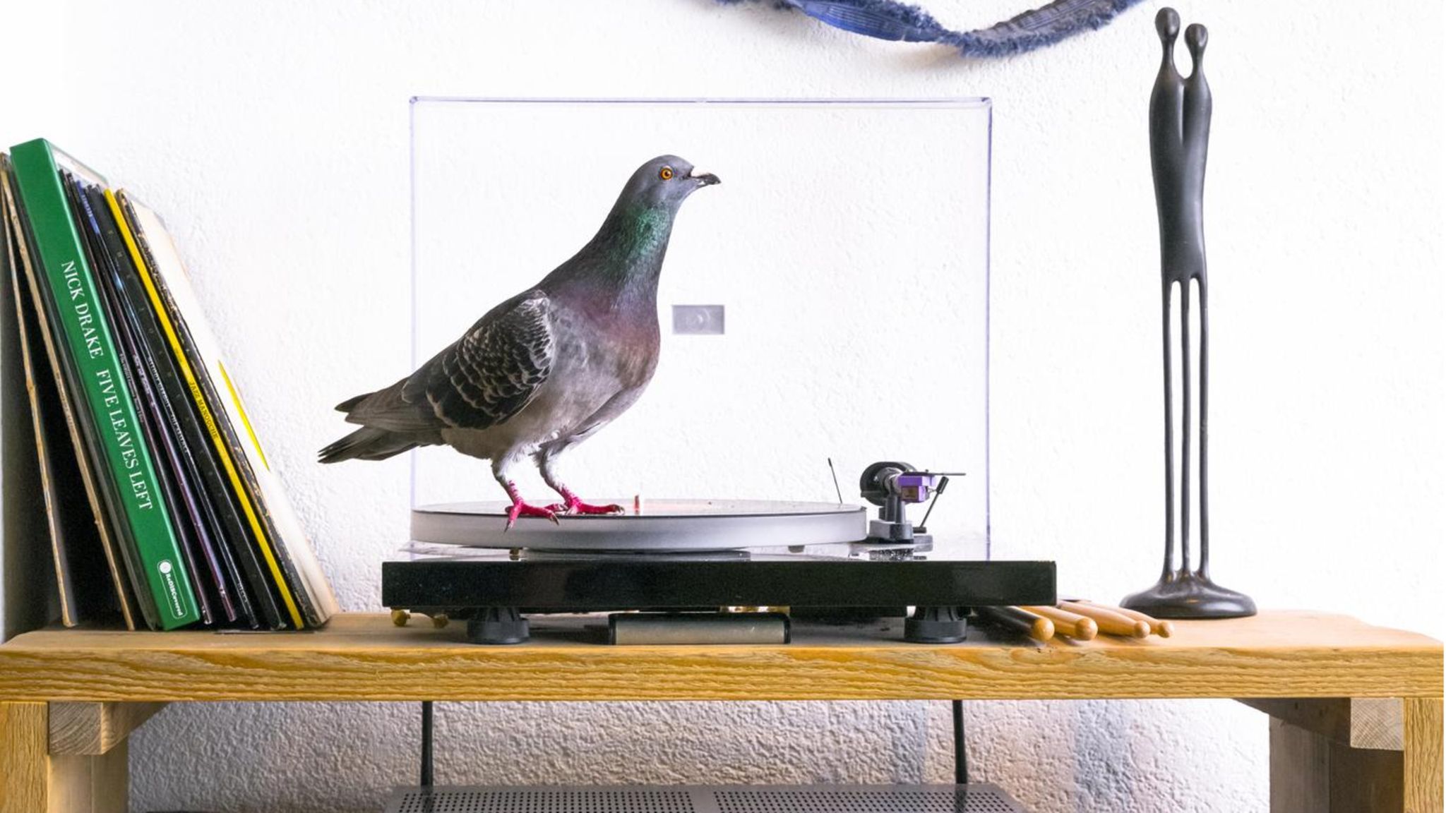 Vlaardingen, NetherlandsJune 11 2020No words to describe thisÉ Ollie steht auf Musik: Als die Scheu vor den Menschen überwunden ist, erweist sich die Wohnung als Abenteuerspielplatz für die Tauben