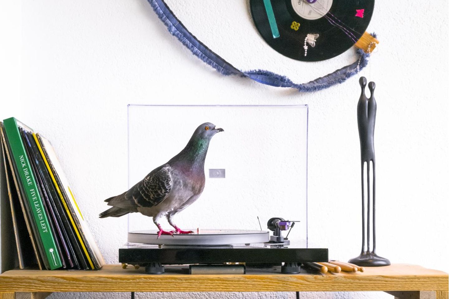 Ollie steht auf Musik: Als die Scheu vor den Menschen überwunden ist, erweist sich die Wohnung als Abenteuerspielplatz für die Tauben