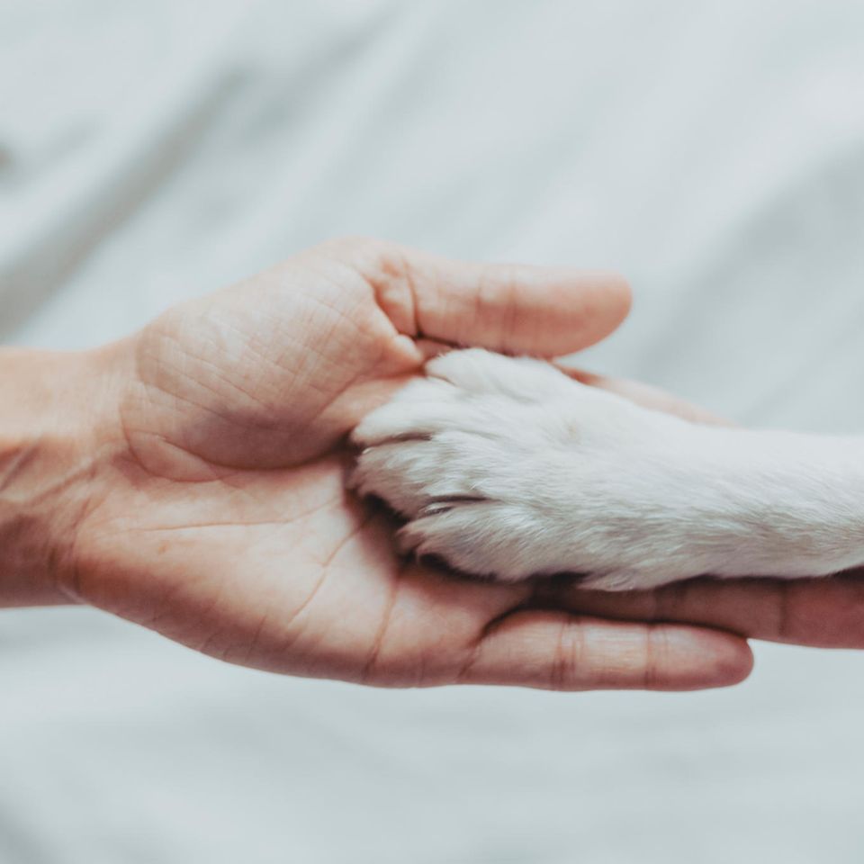 "Für die Trauer um ein Tier gilt Ähnliches wie für die Trauer um einen Menschen", sagt Autorin Elli H. Radinger (u.a. "Abschied vom geliebten Hund"). Es könne helfen, sie mit anderen zu teilen und Trost zu suchen