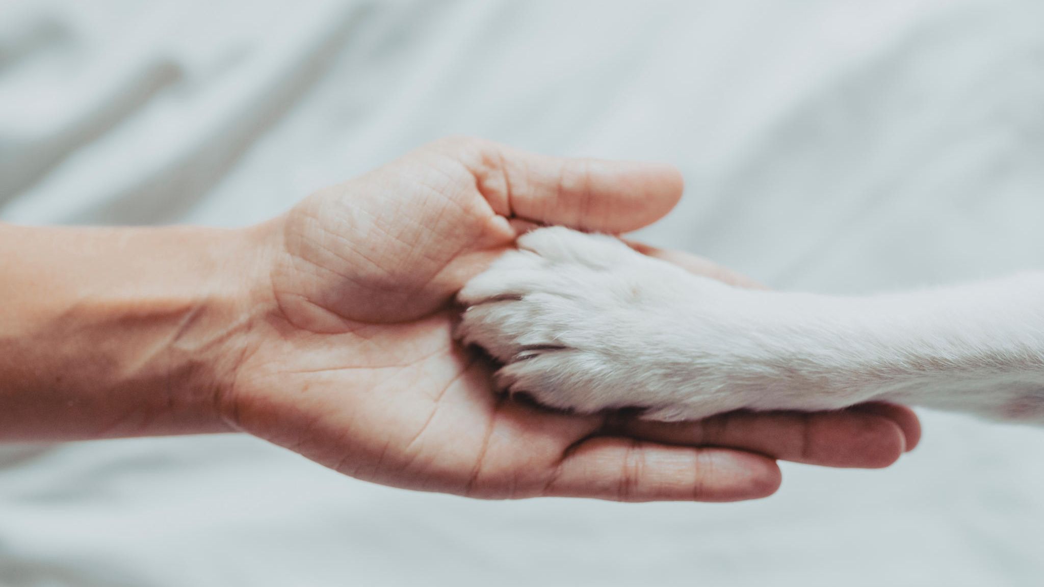 "Für die Trauer um ein Tier gilt Ähnliches wie für die Trauer um einen Menschen", sagt Autorin Elli H. Radinger (u.a. "Abschied vom geliebten Hund"). Es könne helfen, sie mit anderen zu teilen und Trost zu suchen