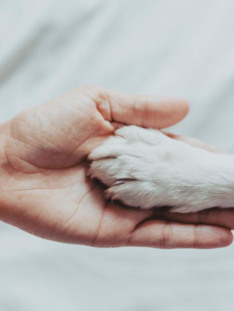 "Für die Trauer um ein Tier gilt Ähnliches wie für die Trauer um einen Menschen", sagt Autorin Elli H. Radinger (u.a. "Abschied vom geliebten Hund"). Es könne helfen, sie mit anderen zu teilen und Trost zu suchen