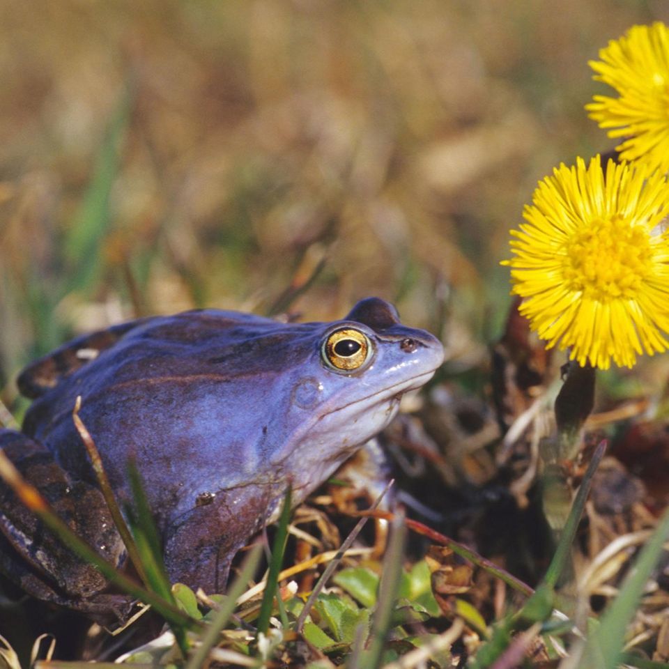 Maennlicher Moorfrosch waehrend der Laichzeit