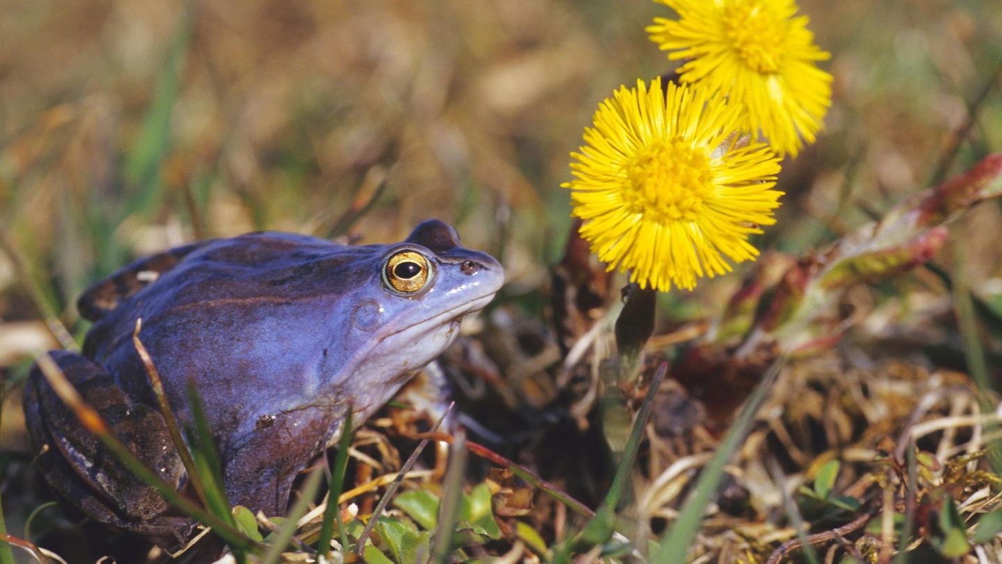 Maennlicher Moorfrosch waehrend der Laichzeit