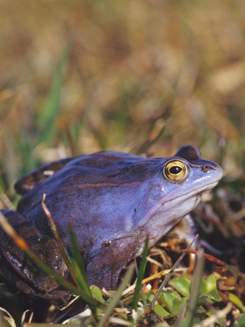 Maennlicher Moorfrosch waehrend der Laichzeit