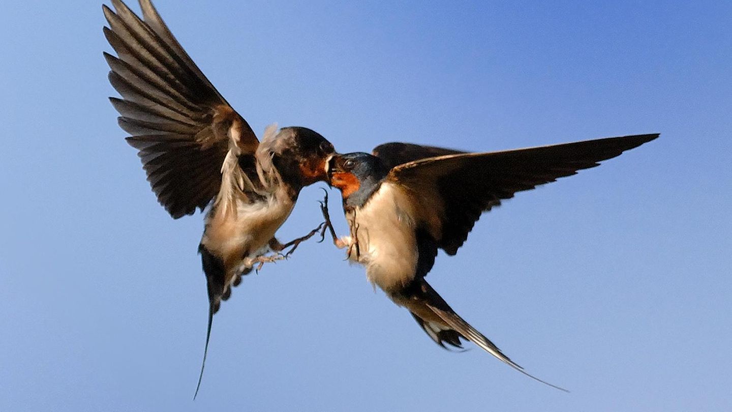 Female Barn swallow (Hirundo rustica) passing food to a sibling in flight, UK Auch Fütterung im Flug ist für die Akrobaten eine Kleinigkeit