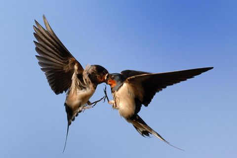 Auch Fütterung im Flug ist für die Akrobaten eine Kleinigkeit