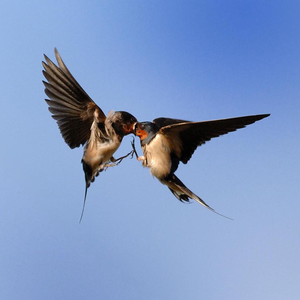 Auch Fütterung im Flug ist für die Akrobaten eine Kleinigkeit