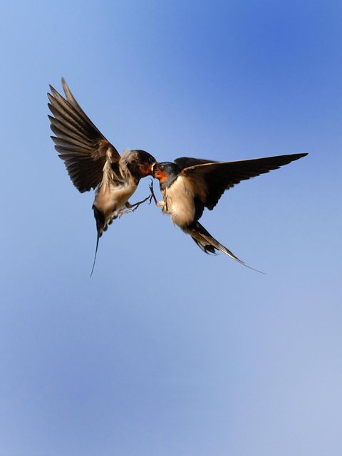 Auch Fütterung im Flug ist für die Akrobaten eine Kleinigkeit