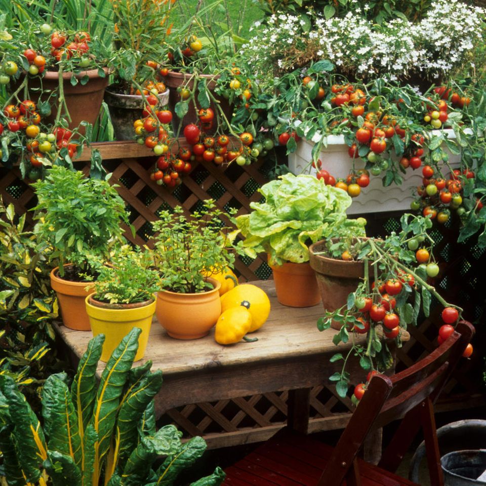 Ein bunter Balkongarten mit Salat, Tomaten und Kräutern.