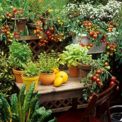 Ein bunter Balkongarten mit Salat, Tomaten und Kräutern.