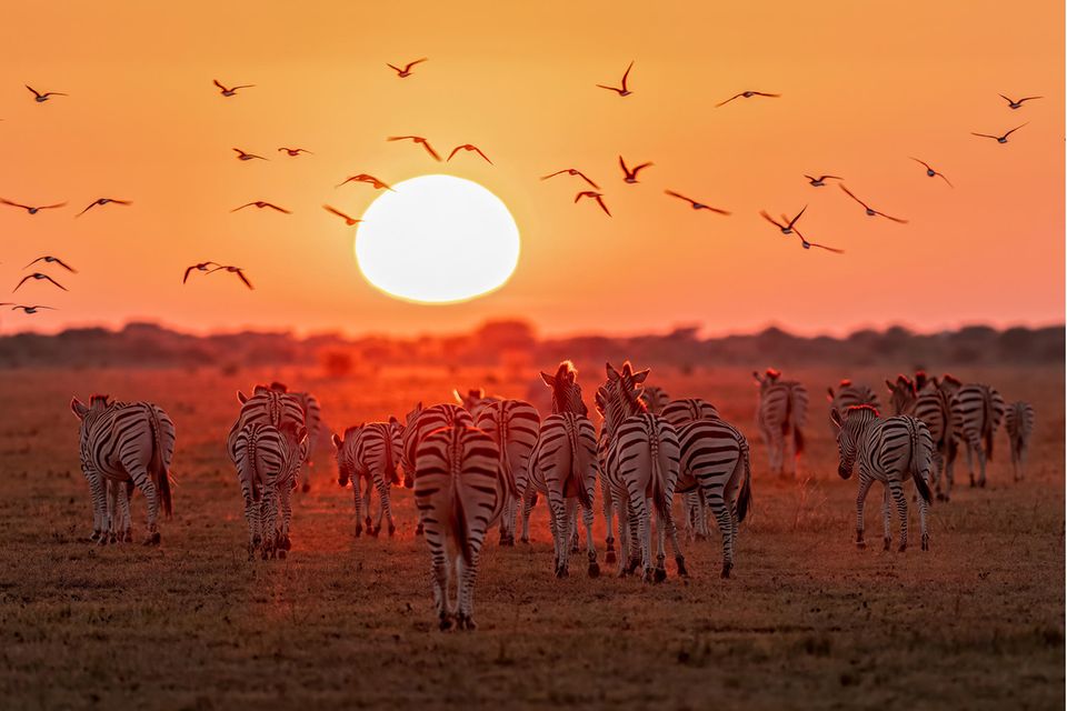 Zebras laufen auf die aufgehende Sonne zu 1.2856