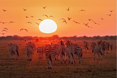 Zebras laufen auf die aufgehende Sonne zu