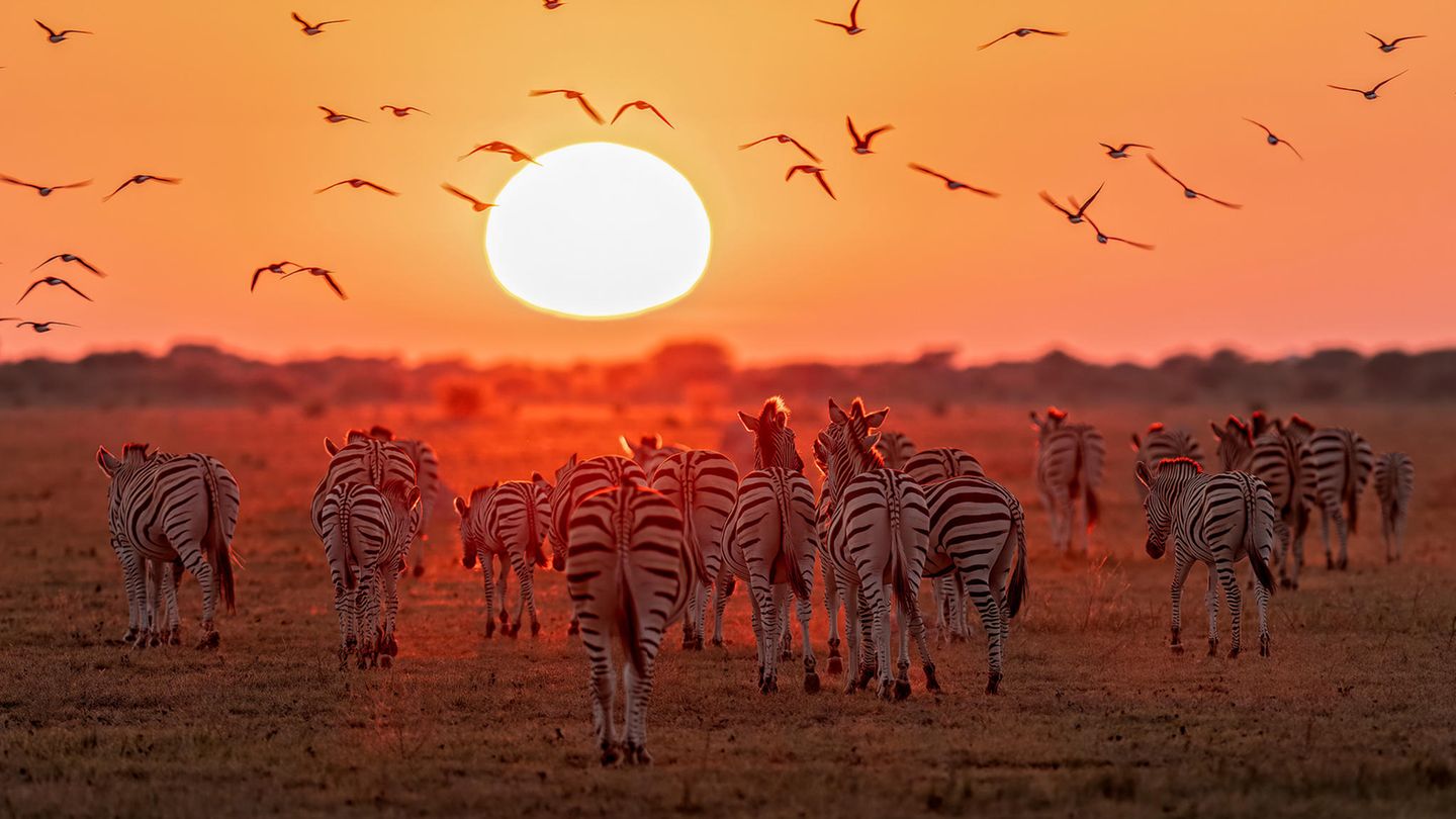 Spot an - für die Natur Zebras laufen auf die aufgehende Sonne zu