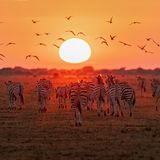 Zebras laufen auf die aufgehende Sonne zu