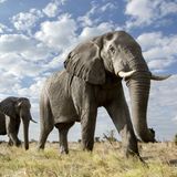 Zwei Elefanten, die durch die Savanne streifen