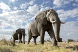 Zwei Elefanten, die durch die Savanne streifen