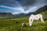 Connemara-Pony beim Grasen im Nationalpark